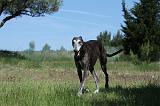 GREYHOUND 097